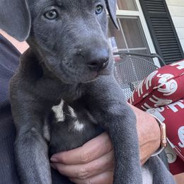 Blue Lacy Puppies from Doug’s Blue Lacy Puppies