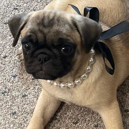 Pugs from Tracy's Pugs