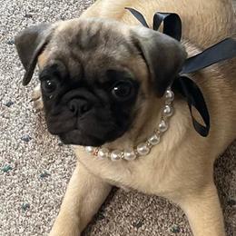 Pugs from Tracy's Pugs