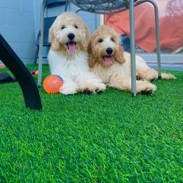 Goldendoodle Puppies from Island Doods