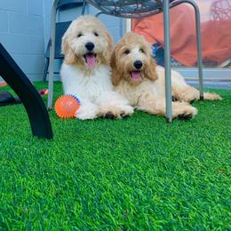 Goldendoodle Puppies from Island Doods