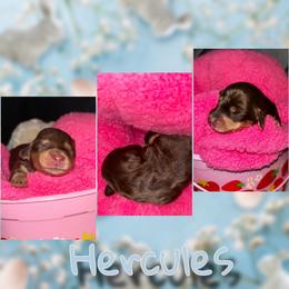 Hercules - Chocolate and tan male Dachshund puppy in Brazil, Indiana from King Duke Dachshunds