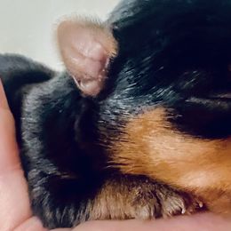 Yorkshire Terriers from Central Valley Yorkies