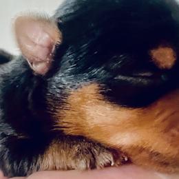 Yorkshire Terriers from Central Valley Yorkies