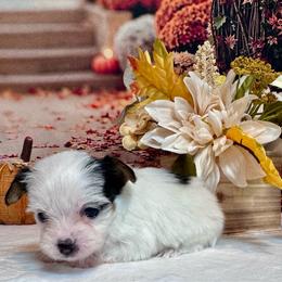 Girl 2   3400 - Parti female Yorkshire Terrier puppy in Nicholls, Georgia from Southeast Biewers