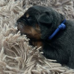 Coal - Black and mahogany male Rottweiler puppy in Crivitz, Wisconsin from Khaotic Rottweilers