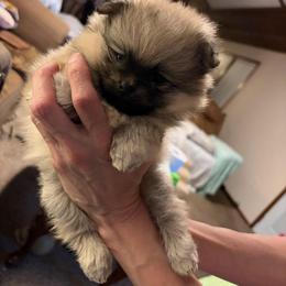 Buttercup - Cream female Pomeranian puppy in Eureka Springs, Arkansas from Maple Hills Poms