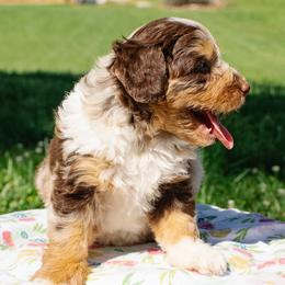Red Merle Girl - Red merle female Aussiedoodle puppy in Burkesville, Kentucky from Bline’s Awesome Aussies, Aussiedoodles & Doxies at the Bline Family Farm