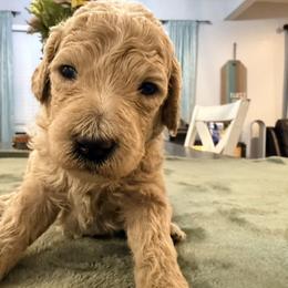 Lila - Cream female Goldendoodle puppy in Macclenny, Florida from Baker County Goldendoodles