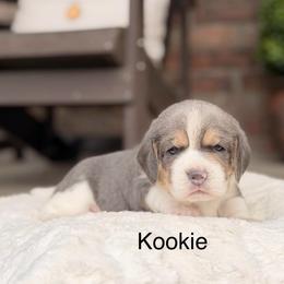 Kookie - Blue and white female Beagle puppy in Mansfield, Missouri from Rippee Creek Kennel