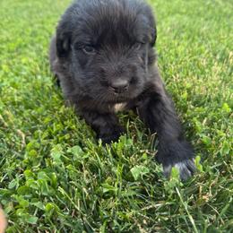 Pinky - Black female Newfoundland puppy in Great Falls, Montana from True North Newfoundlands