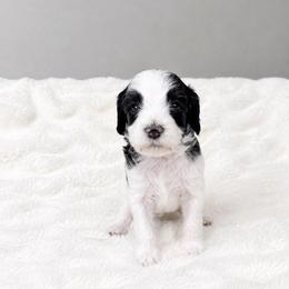 Black - Black male Australian Labradoodle puppy in Springfield, Ohio from Dawson & Daryn's Royal Companions