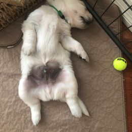 Golden Retriever Puppies from Freedom Retrievers
