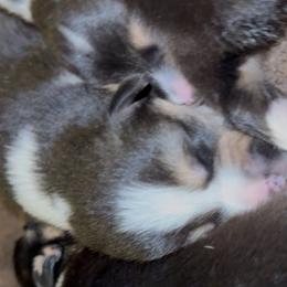 AKC Brown Fox - Black and tan male Pembroke Welsh Corgi puppy in Summerfield, Florida from Promise Land Farm