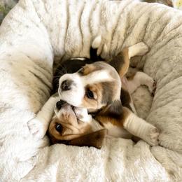 Beagle Puppies from Fuller Beagles