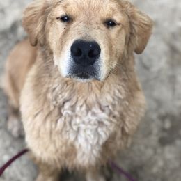 Golden Retriever Puppies from OPK Goldens
