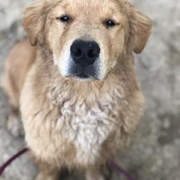 Golden Retriever Puppies from OPK Goldens
