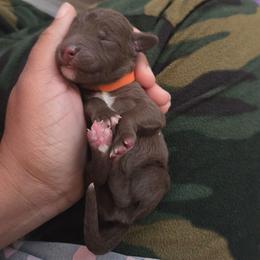 Orange - Liver male Bedlington Terrier puppy in Grand Junction, Colorado from Highview Bedlingtons