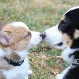 Pembroke Welsh Corgi Puppies from Fire Sweep Ranch