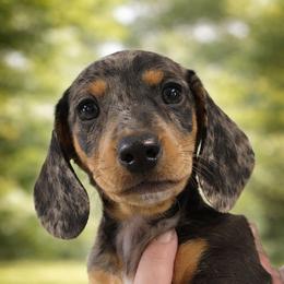 Elf - Dapple male Dachshund puppy in Anaconda, Montana from Williams Family Dachshunds