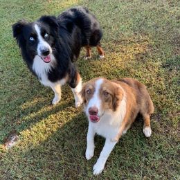 Australian Shepherds from Dimond JL Aussies