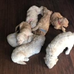 Goldendoodle Puppies from Da Ruba Doodles