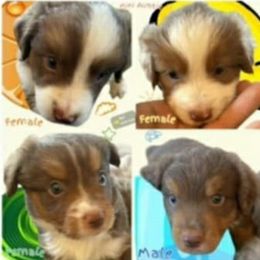 Helen - Red tri-color female Miniature American Shepherd puppy in Vale, Oregon from War Eagle Kennel