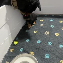 Rottweiler Puppies from CG Rottweilers