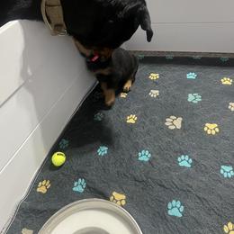 Rottweiler Puppies from CG Rottweilers