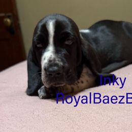 Inky - Black and white male Basset Hound puppy in Sidney, Nebraska from Royal Baez Basset