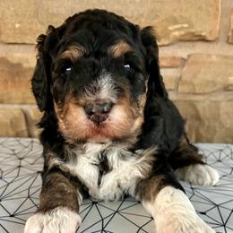 Chuggs - Tri-color male Bernedoodle puppy in San Saba, Texas from Bluemoon Bernedoodles
