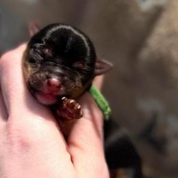 Tiny Titan AKC - Black and tan male Yorkshire Terrier puppy in Hope, Indiana from DJ Yorkies
