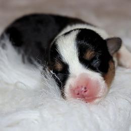 Pepin - Black and tan female Pembroke Welsh Corgi puppy in Akeley, Minnesota from Northwynd Corgis