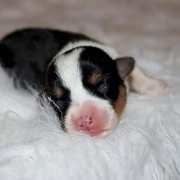 Pepin - Black and tan female Pembroke Welsh Corgi puppy in Akeley, Minnesota from Northwynd Corgis