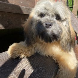 Mocha - Lhasa Apso