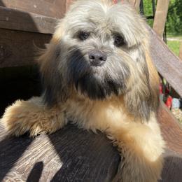 Mocha - Lhasa Apso