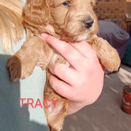 Goldendoodle Puppies from Maggie's Mini Goldendoodles