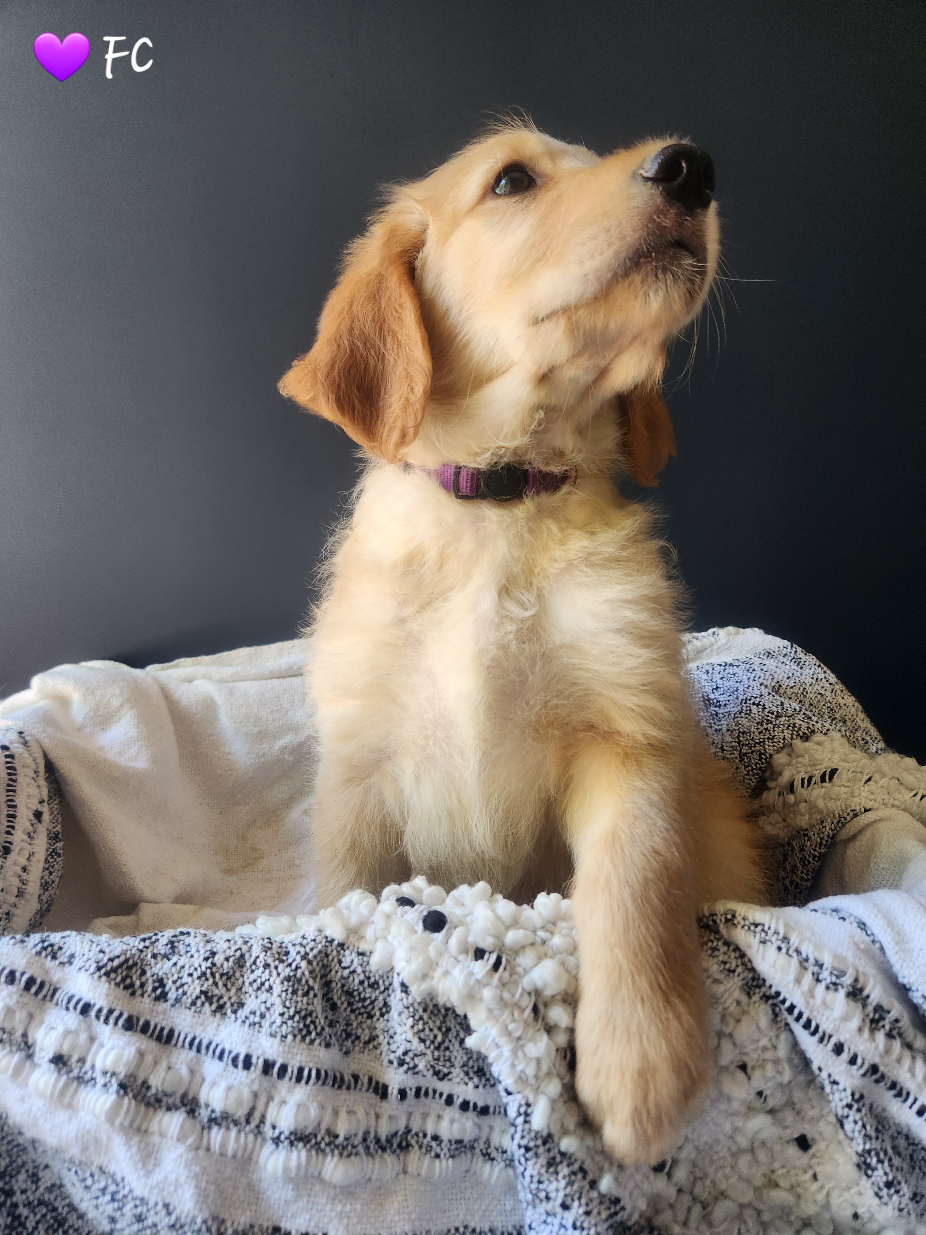 Goldendoodle Puppies from Oodles of Doodles