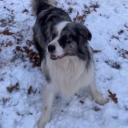 Fynn - Border Collie