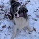 Fynn