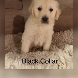 Black - Golden Retriever puppy in Linden, Michigan from High Society Farm