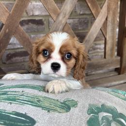 Spice - Blenheim male Cavalier King Charles Spaniel puppy in Lula, Georgia from Cavaliers by Crumley