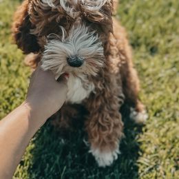 Bernedoodles, Goldendoodles, and Sheepadoodles from High Desert Doodles
