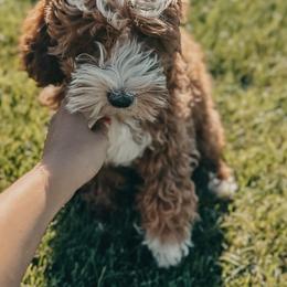 Bernedoodles, Goldendoodles, and Sheepadoodles from High Desert Doodles