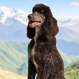 Gaea - Poodle