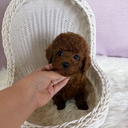 Kiwi(AKC tiny) - Red  male Poodle puppy in Moreno Valley, California from Yanni's Poodle