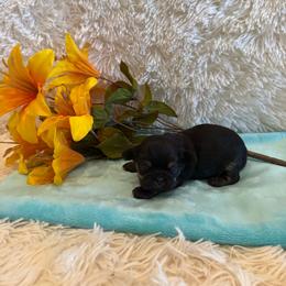 Miles - Black and tan male Shih Tzu puppy in Success, Missouri from Sweet Success