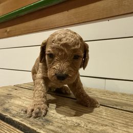 George - Apricot male Goldendoodle puppy in Heath, Texas from Doodles Divine