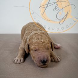 McKinley (blue collar) - Cream male Goldendoodle puppy in Murrieta, California from Apricot Poodles & Goldendoodles, LLC