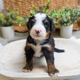 Mint Green - Tri-color female Bernedoodle puppy in Alpharetta, Georgia from Doodles of Buckhead